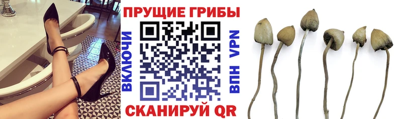 Псилоцибиновые грибы мицелий  Каменногорск 